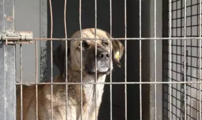 MHP belediyesinde hayvan katliamı! Belediye Başkanı “Kurgu” dedi sığınaktaki köpekler canlı gömüldü – son dakika Türkiye Haberleri